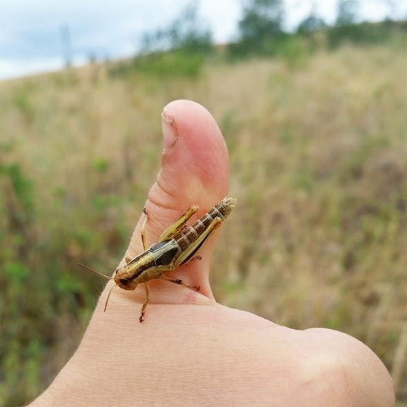 field-grasshopper