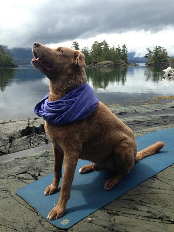 wishart lululemon doga