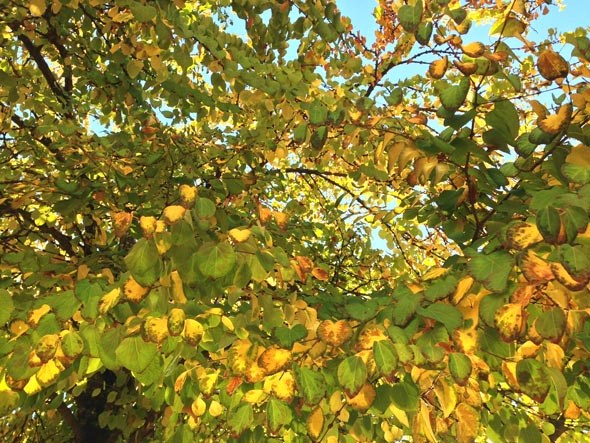 Cercidiphyllum-japonicum_canopy