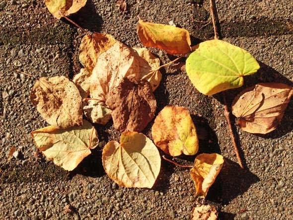 Cercidiphyllum-japonicum_leaves