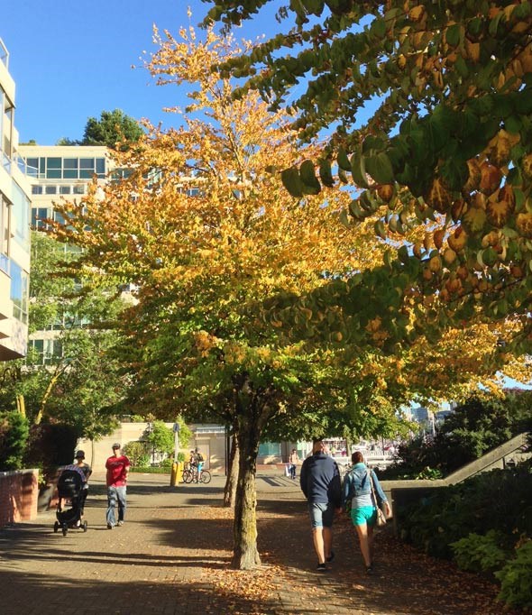 Cercidiphyllum-japonicum_seawall