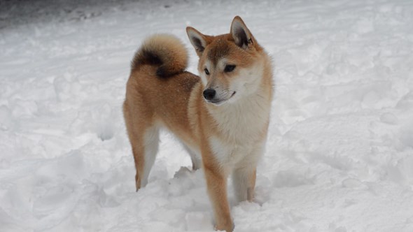 Kohaku Snow
