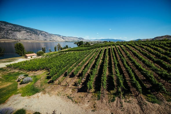  La Stella Winery, Osoyoos BC. Photo: Andrew Strain