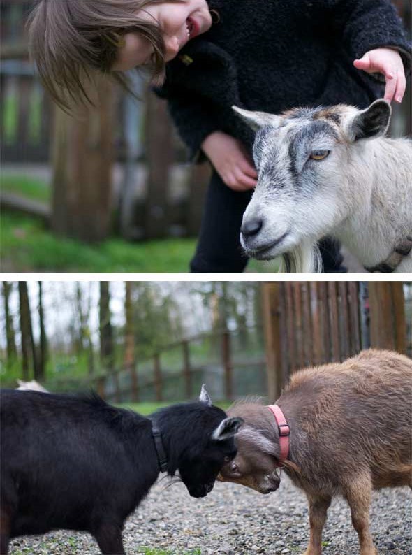  They're butting heads at Maplewood Farm too, but it's cute to watch. And you get to pet the headbutters. Photo: Laurin Thompson