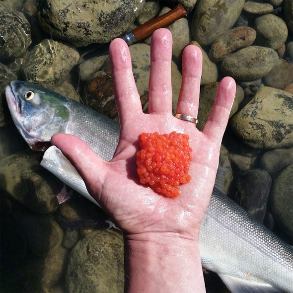  My first sockeye caught on the Fraser. The image at the top was my second!