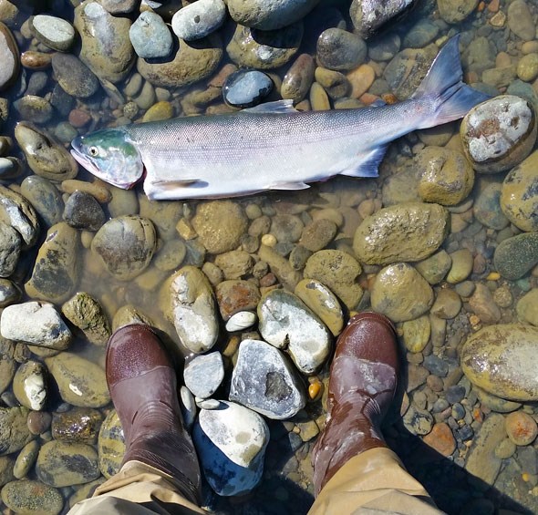  The sockeye salmon I caught while researching for our series!