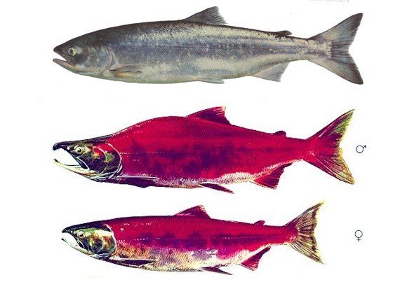  The top photo shows the sockeye as it appears in the ocean, the bottom two are how it changes as it makes its way up the river to spawn. Images courtesy 