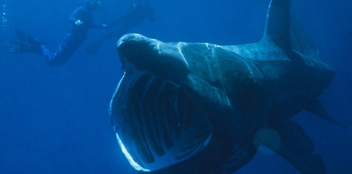  Basking sharks were once common off the shores of British Columbia. Now they are endangered here. Photo Wikicommons