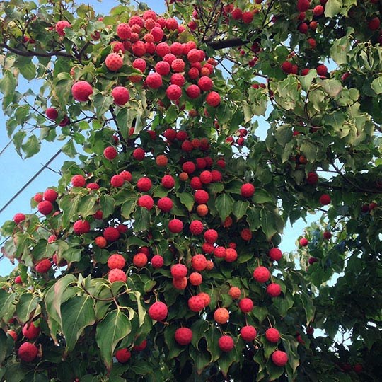 Cornus kousaA