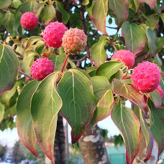 Kousa Dogwood edible & flowering plant raspberry flavored fruit Seedling Hardy 