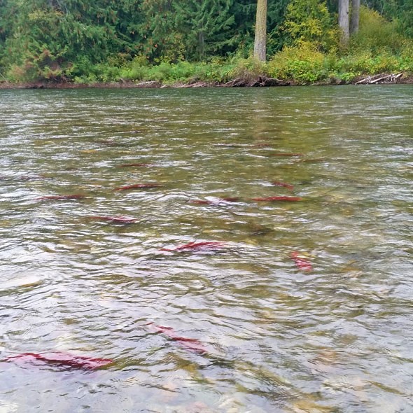 adams-river-salmon