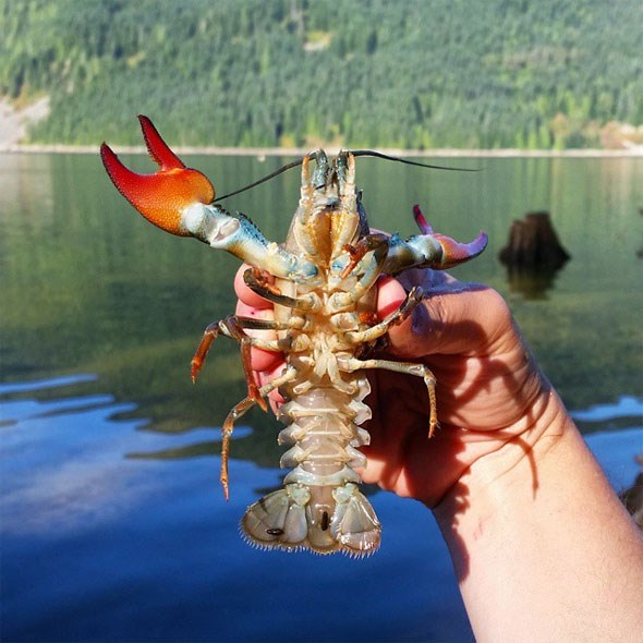 british-columbia-crayfish