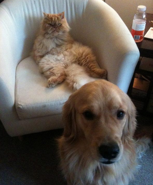 cats-and-dogs