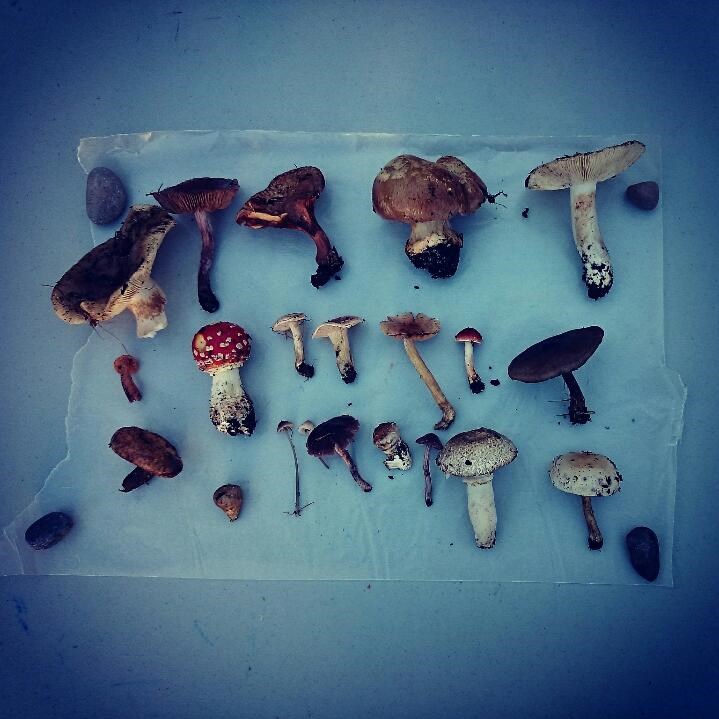  Things organized neatly - mushrooms from our mushroom walk instagrammed by us.