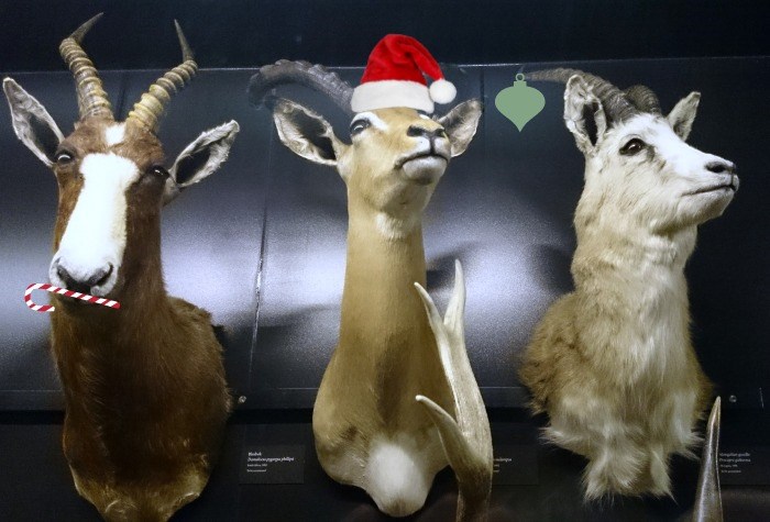  Feeling festive at the Beaty Biodiversity Museum!