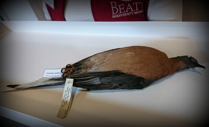  A Passenger Pigeon - once an abundant species brought to extinction by humans.