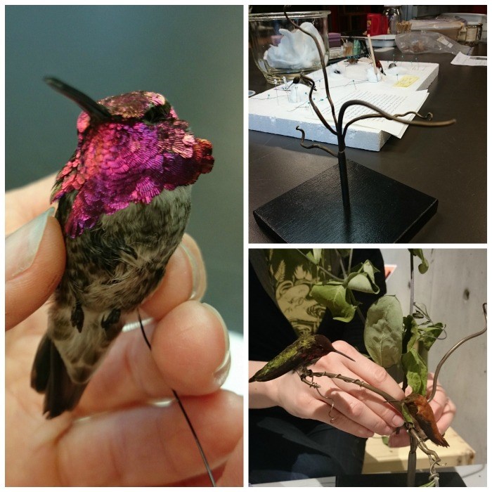  Precious - a hummingbird that is part of our Backyard Biodiversity exhibition.