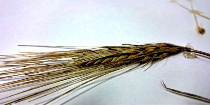  Barley from the Beaty Biodiversity Museum Collection.