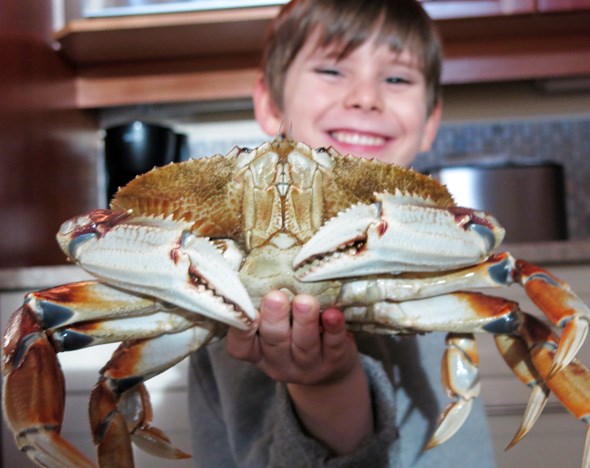 crab-kid