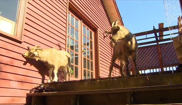  Toddy and Andy live in a backyard in Burnaby. Photo: CBC
