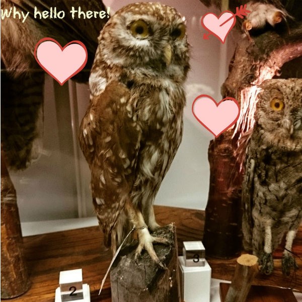 Romantic owl
