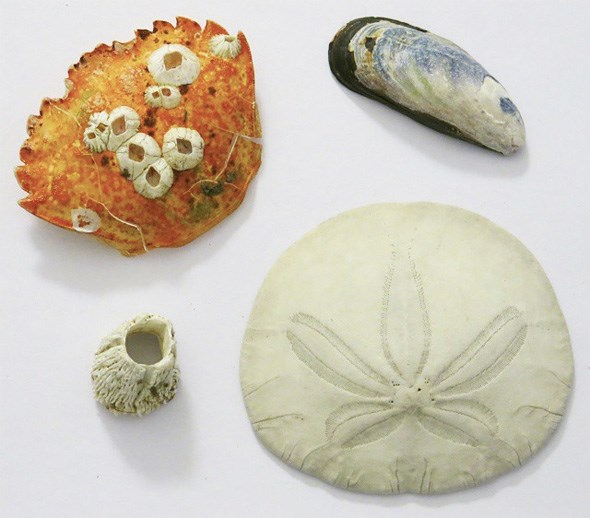 tofino-shells