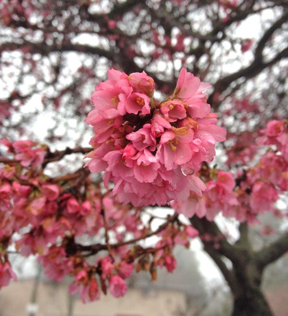 vancouver-cherry-blossoms