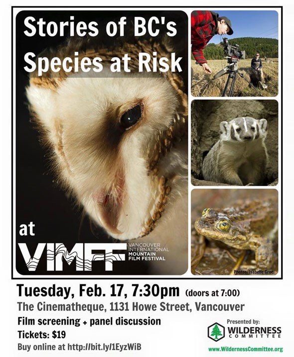 vimff-barn-owl