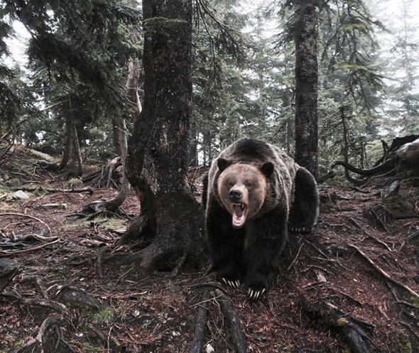 grouse-mountain-grizzly-bear