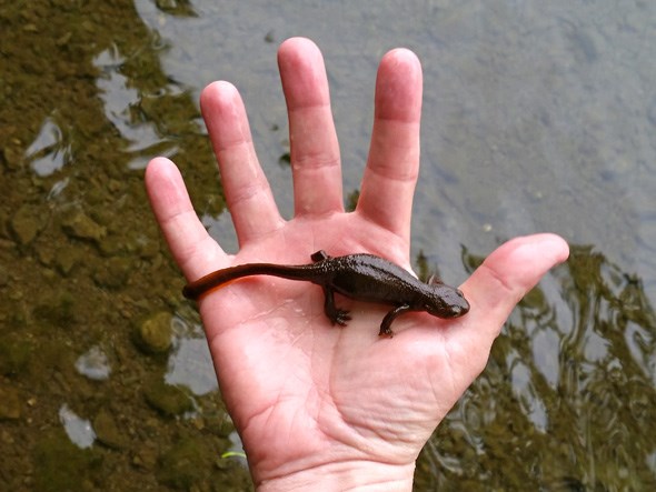 horne-lake-salamander