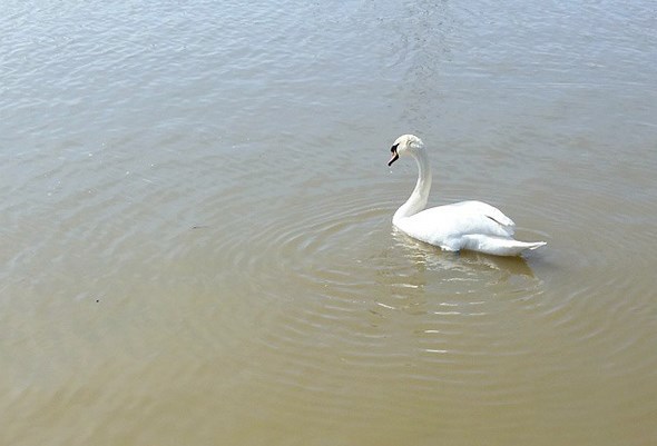 mute-swan