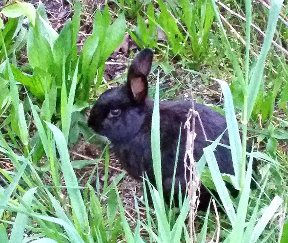 olympic-village-bunny