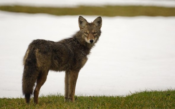 urban-coyote-vancouver