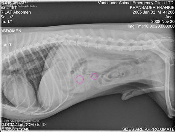 dog-xray