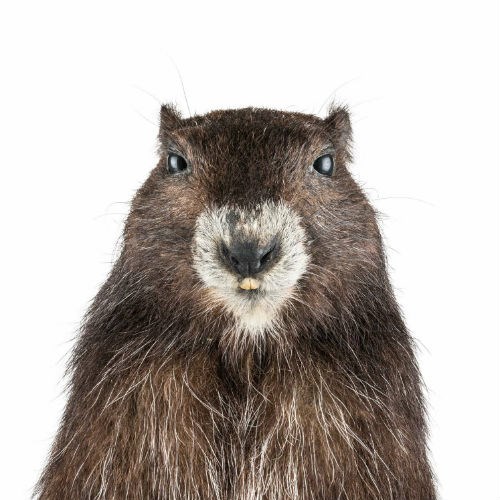  Vancouver Island Marmot from Royal BC Museum.