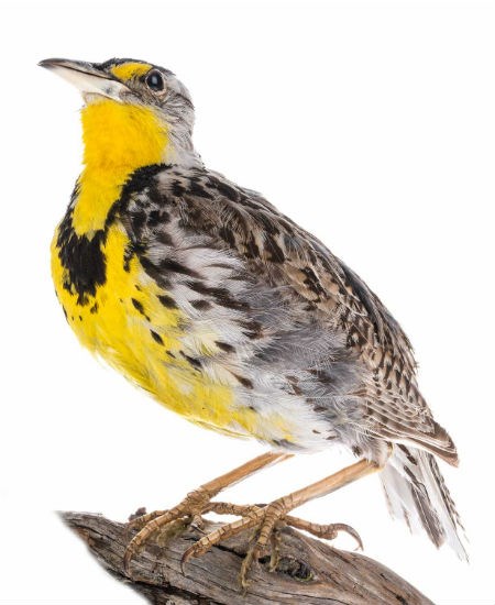  Yellow breasted Chat from Royal BC Museum.