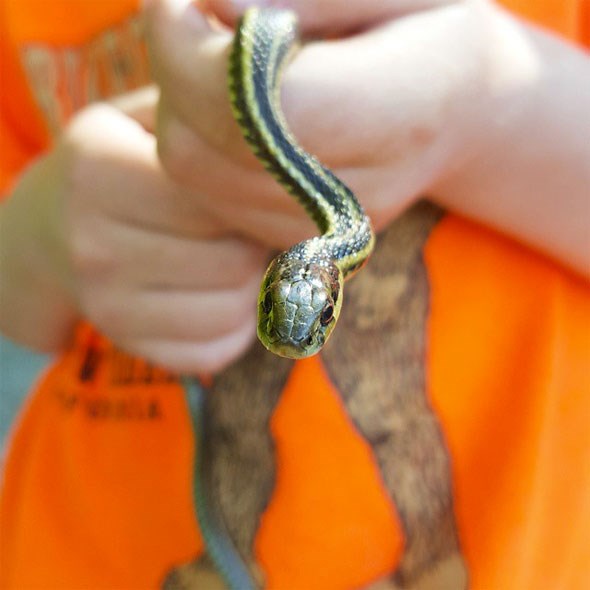 garter-snake