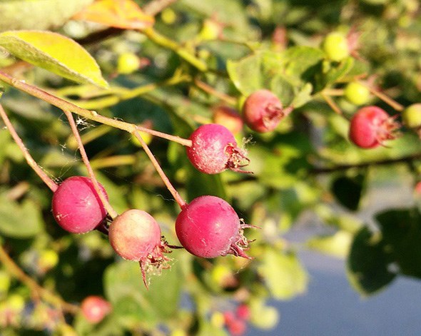 saskatoon-berries-vancouver