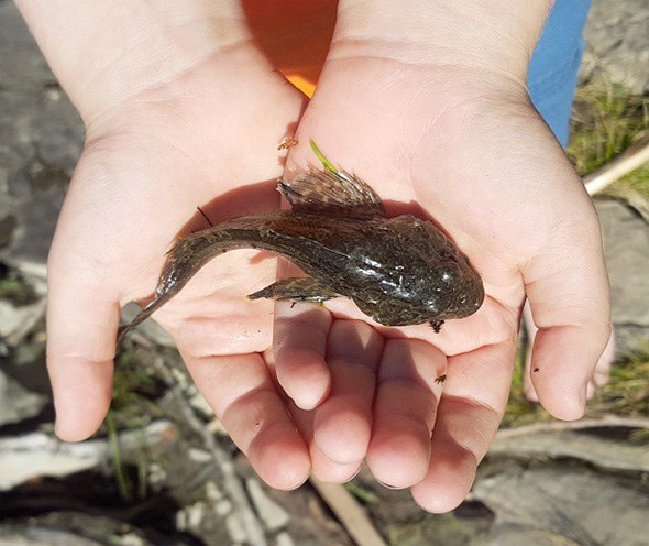 sculpin