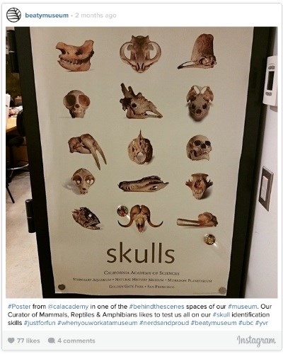 skull poster