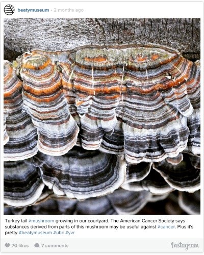 turkey tail 