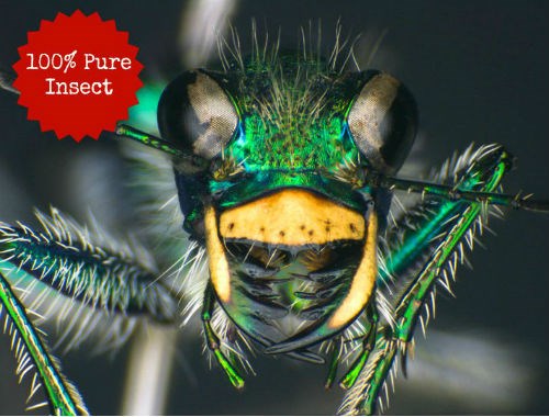  Green tiger beetle from the Beaty Biodiversity Museum. Photo by Don Griffiths.