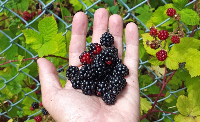 blackberries