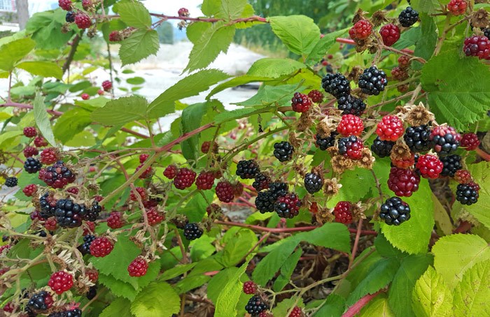 blackberry-bushes