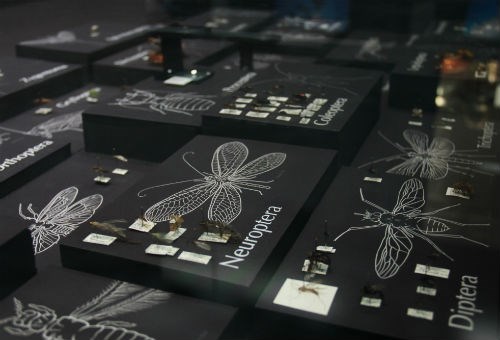  Beaty Biodiversity Museum insect display. Photo by Derek Tan.
