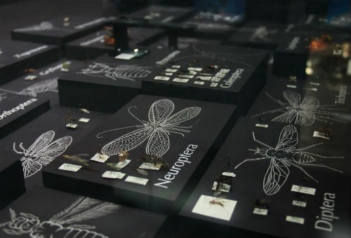  Beaty Biodiversity Museum insect display. Photo by Derek Tan.