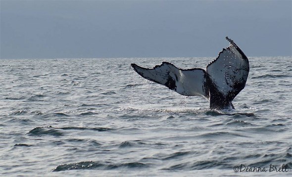 humpback1