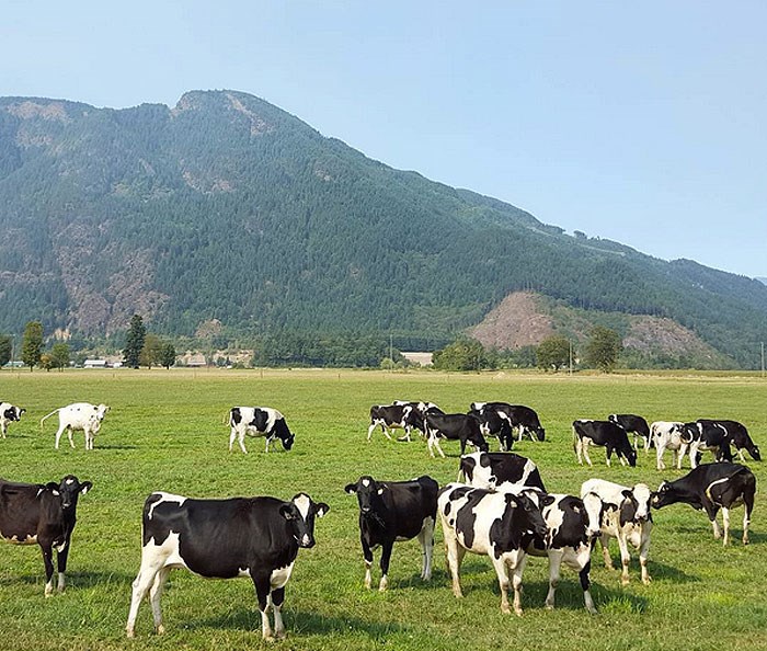 These Agassiz cows knew I wasn't from around these parts