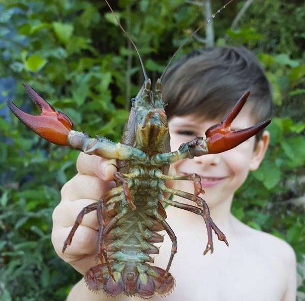 Gigantic crayfish call local lakes home - Vancouver Is Awesome