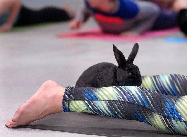 bunny-yoga2